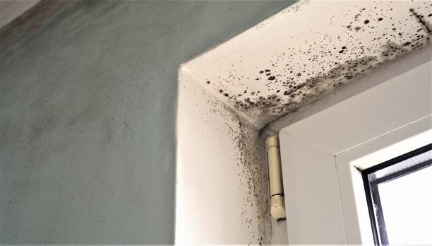 Environmental Consulting for Mold Prevention in Spicer, MN