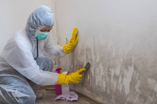 Best Biohazard Mold Removal  in Spicer, MN